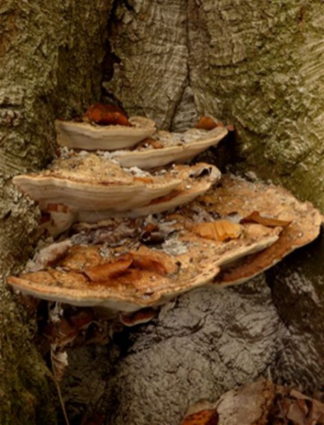 A developing tier of brackets at the base of a beech at Hatfield Forest, Essex 